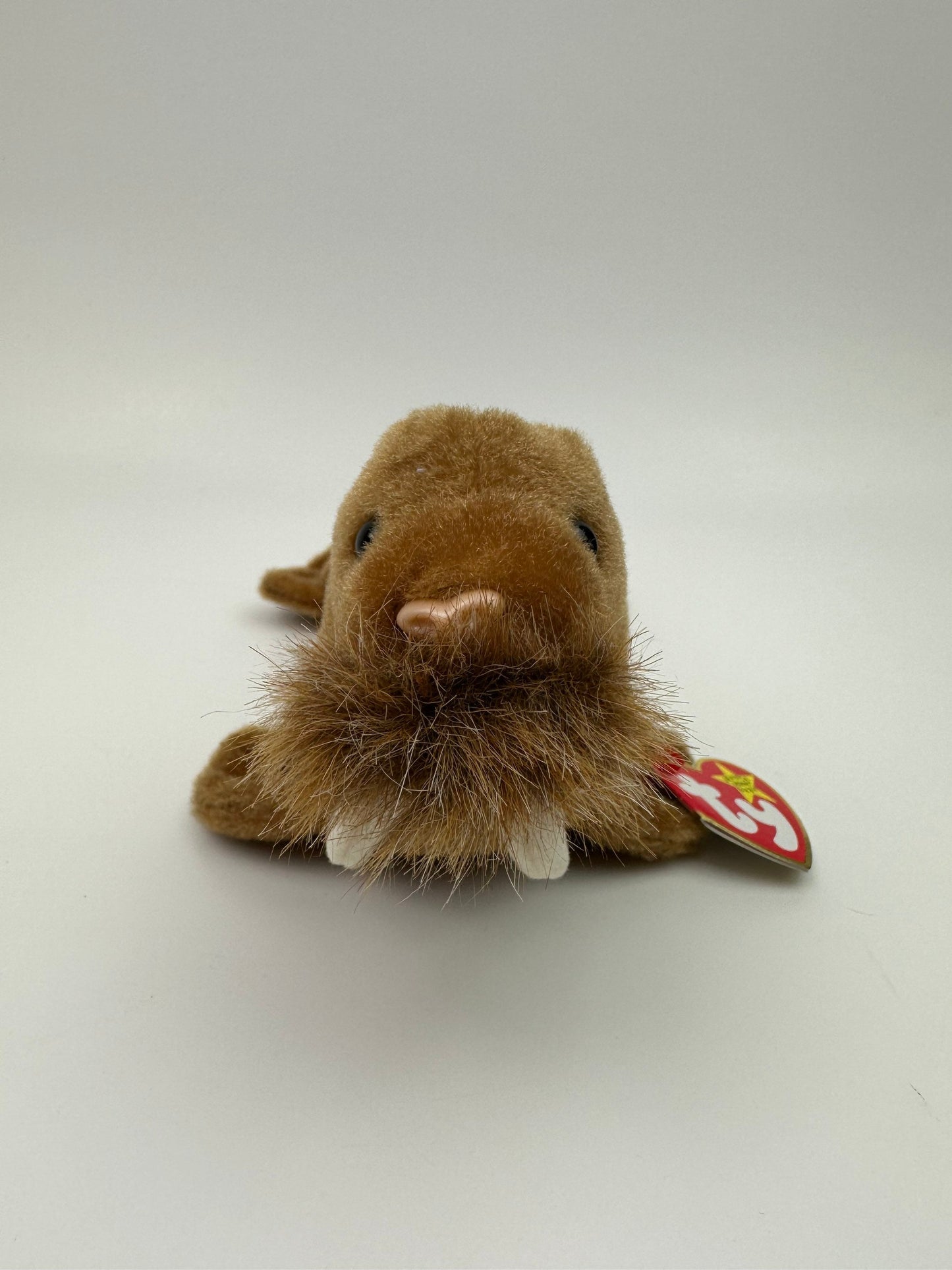 Ty Beanie Baby “Paul” the Walrus! (7 inch)