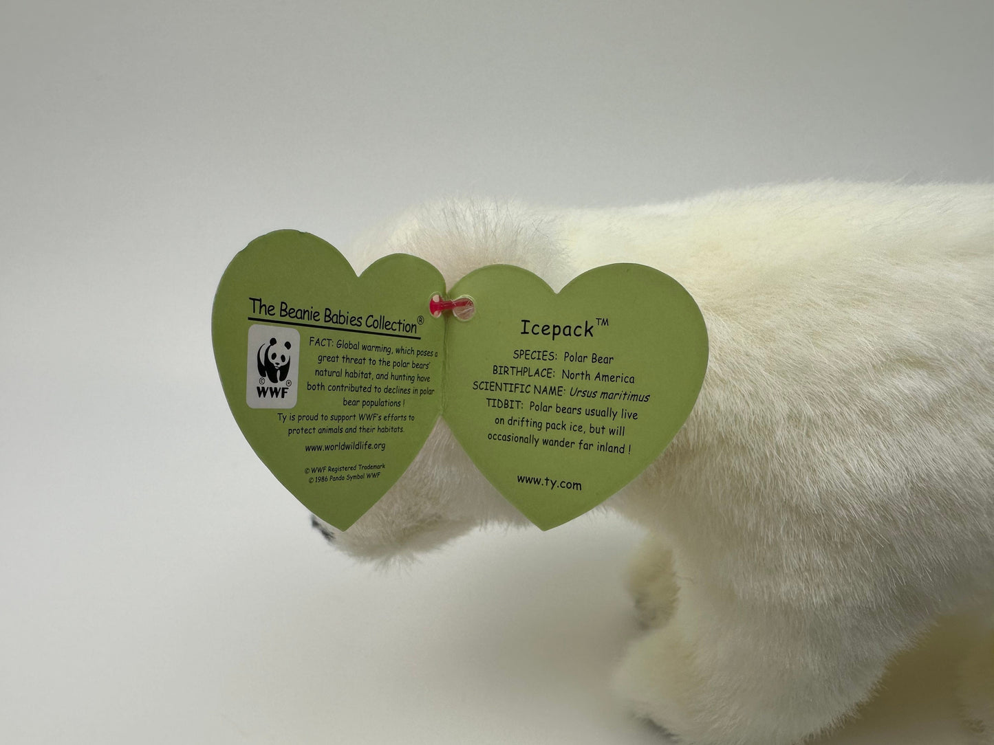 Ty Beanie Baby “Icepack” the Polar Bear  - Internet Exclusive (7 inch)