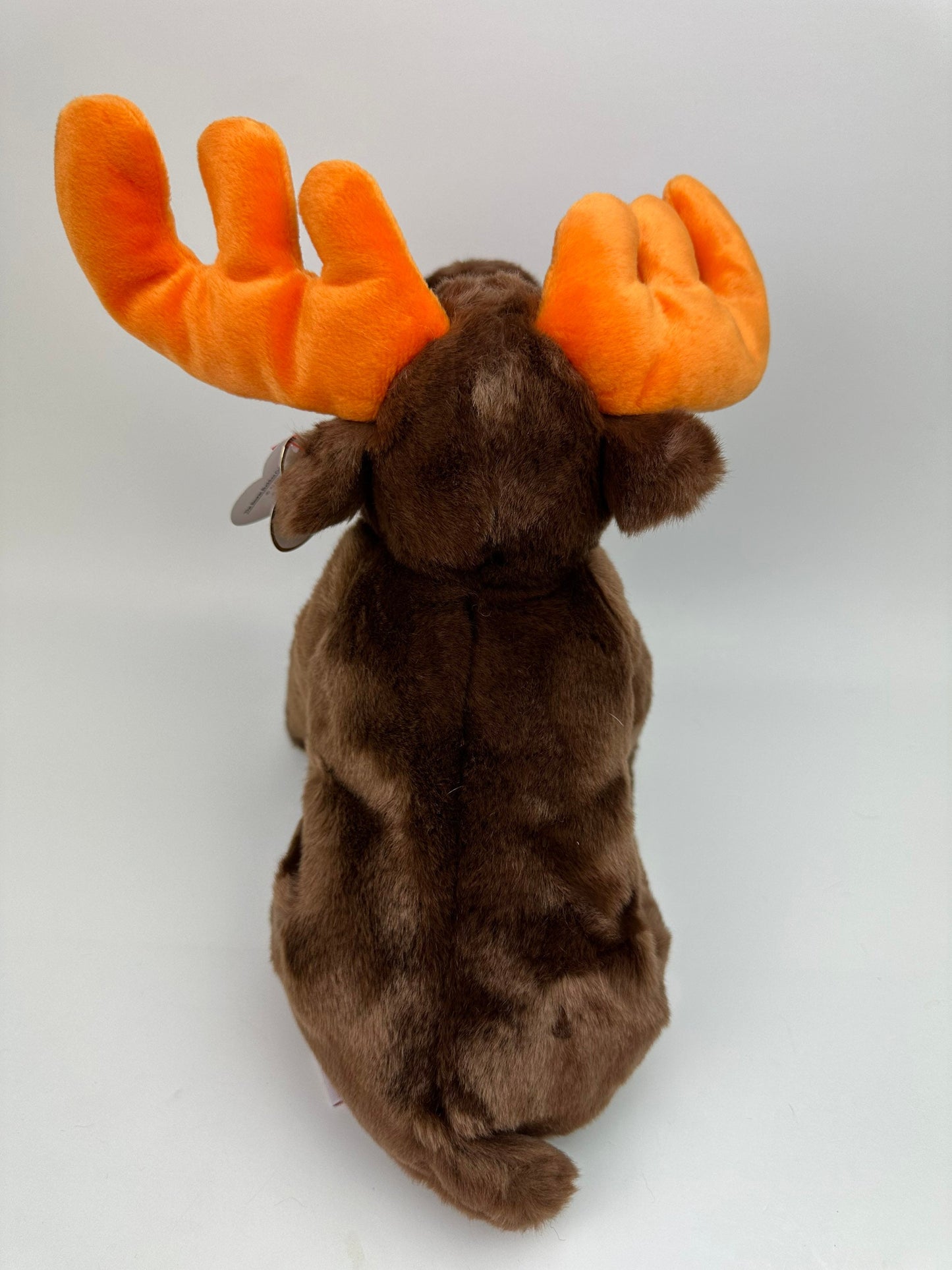 Ty Beanie Buddy “Chocolate” the Moose (10 inch)