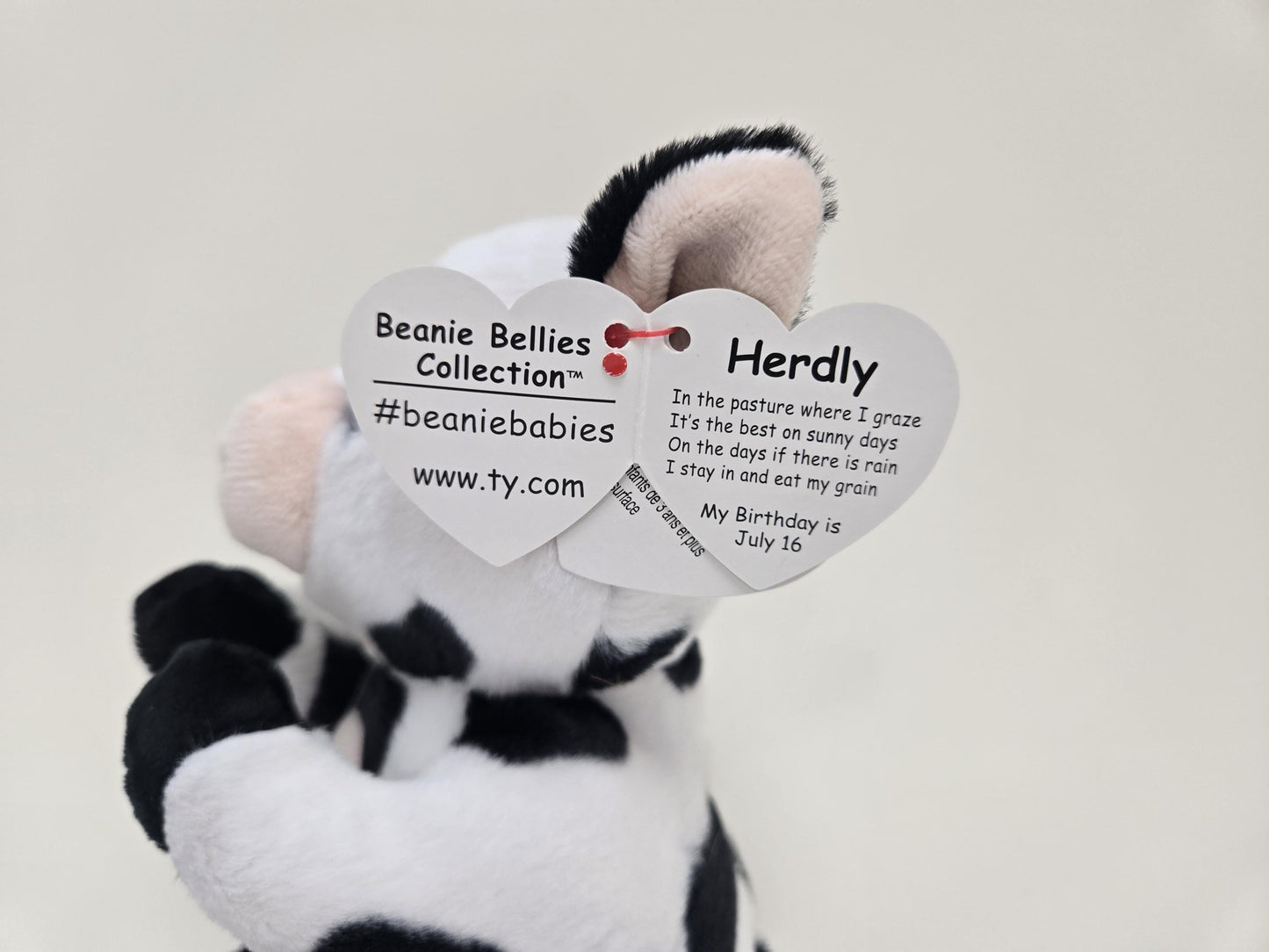 Ty Beanie Bellies “Herdly” the Cow! (8 inch)